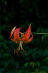 Turk's cap lily